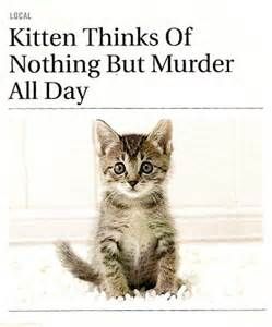 meme_kittenthinksmurder.jpg