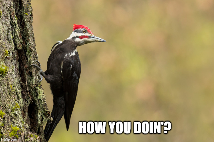 meme_woodpecker-howyoudoin.jpg