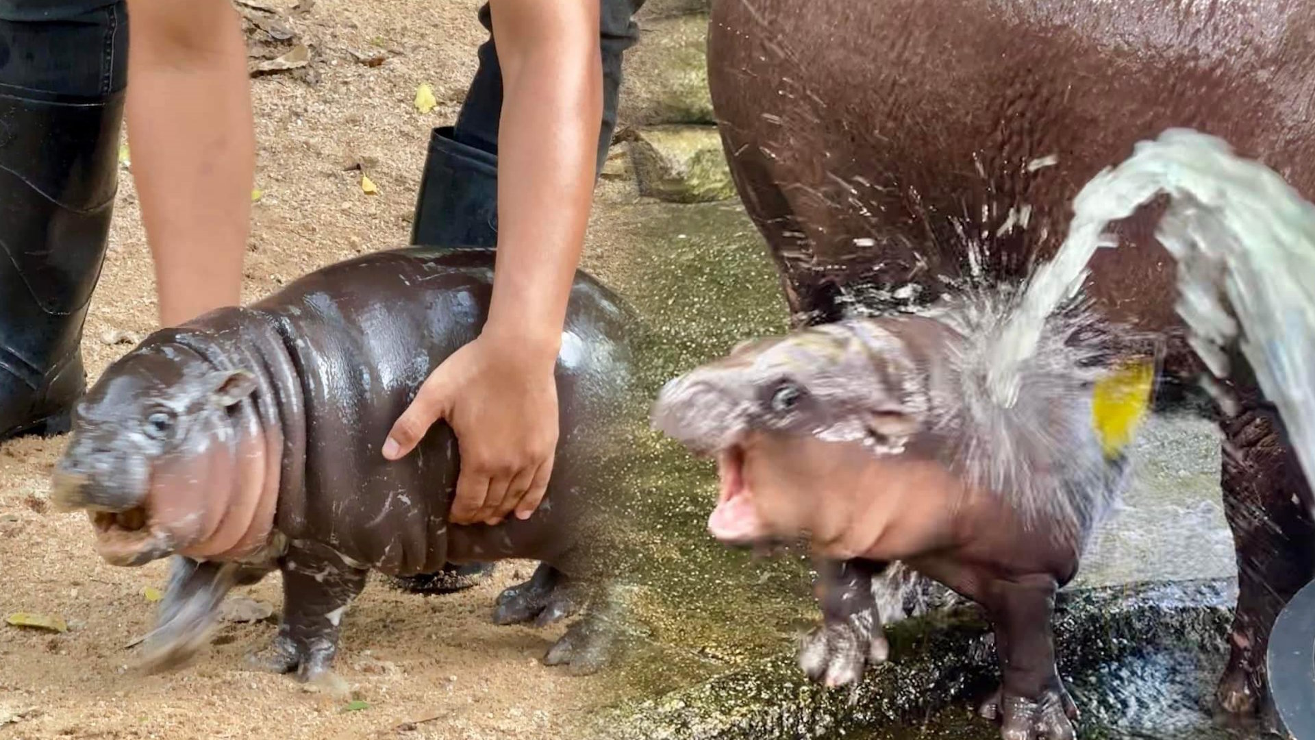 moo_deng_cute.jpg