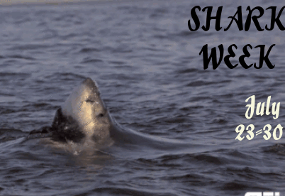 National-Shark-Week.gif
