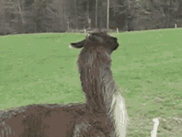 nope.gif