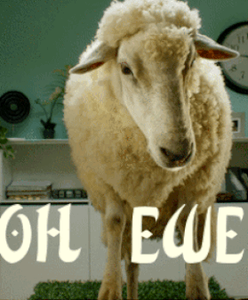Oh_Ewe.gif