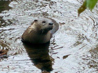 otter.jpg