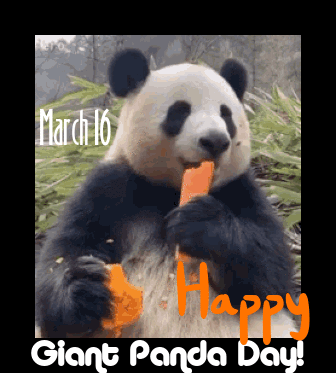panda.gif
