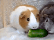 pickle_war.gif