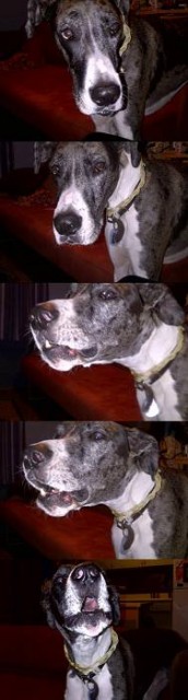 PicStrip_Bark.jpg