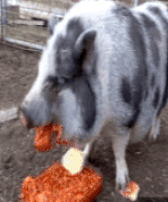 pigg.gif