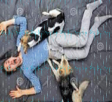raining_mongrels.gif