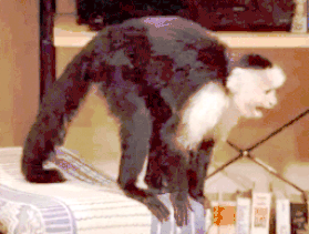 Ross-monkey-named-Marcel.gif