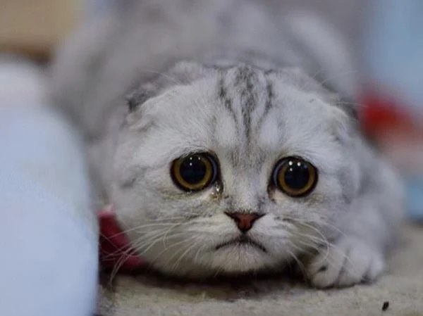 sad_kitty.jpg