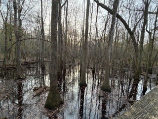 sc swamp.jpg
