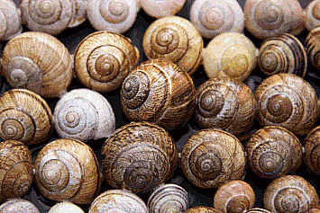 snails.gif