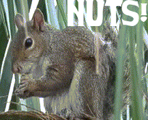 squirrel.gif