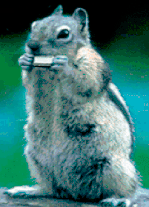squirrel_plays_harmonica.gif