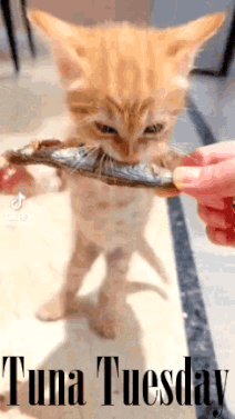 Tuna_Tuesday.gif