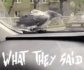 what-they-said.gif