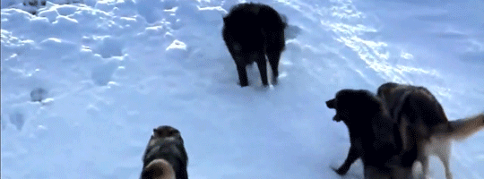 wolves.gif