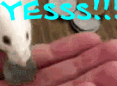 YESSS.gif