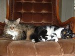 Animals November 2006 019.jpg