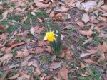 Daffodil.jpg