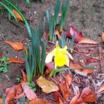 Daffodil.jpg