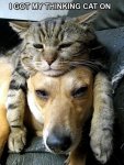 thinking-cat-13.jpg