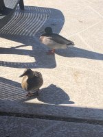 IMG_1351.jpeg