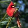 Cardinal