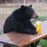 Bear Up North