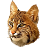 bobcatplanner