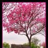 ThePinkPlanner