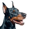 Doberman
