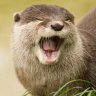Riverotterr