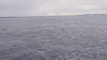 whale breaching GIF by ViralHog