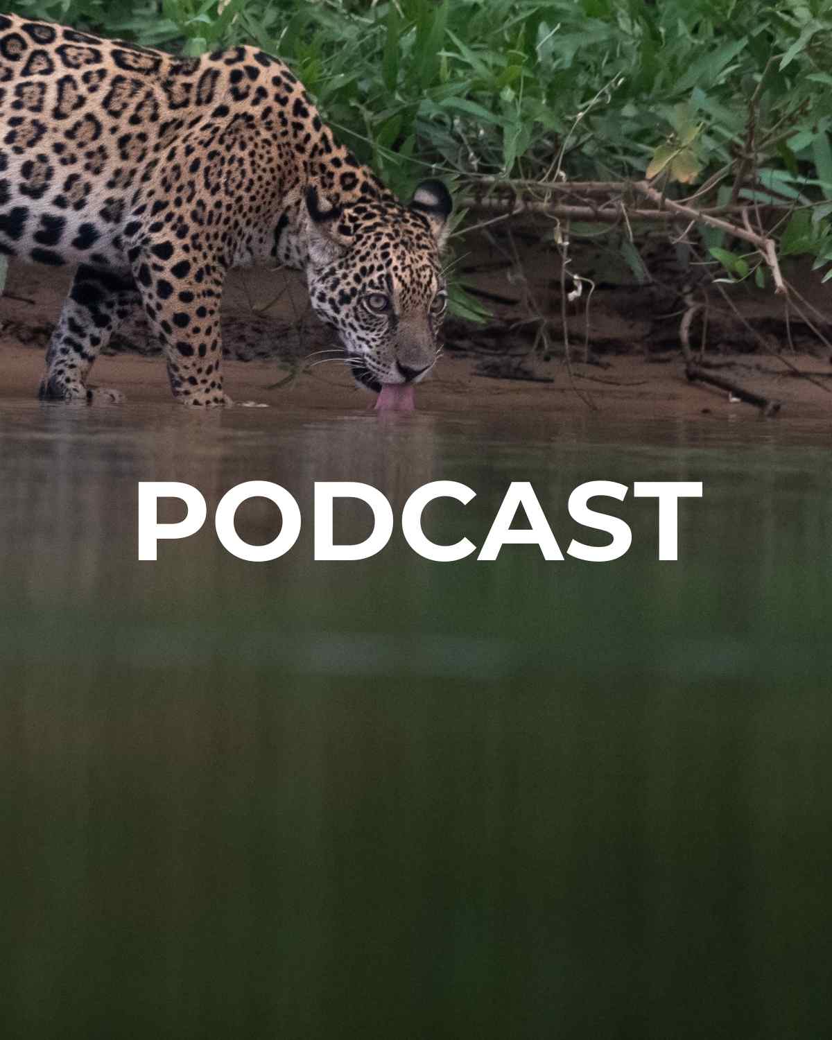 wild-eye.com