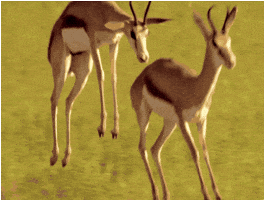 run running GIF