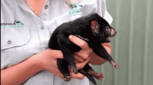tasmanian-devil.gif