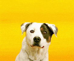 dog smile GIF