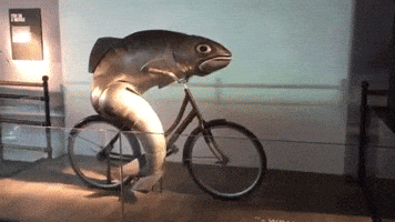 fish bicycle GIF by Electric Cyclery