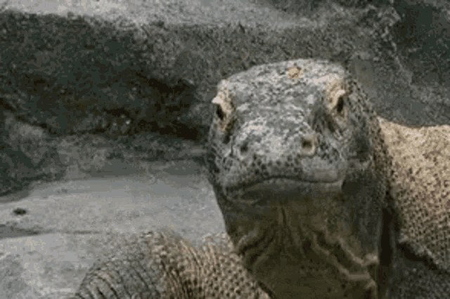komodo-dragon-komodo-hype.gif