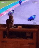 The Force Cat GIF by MOODMAN
