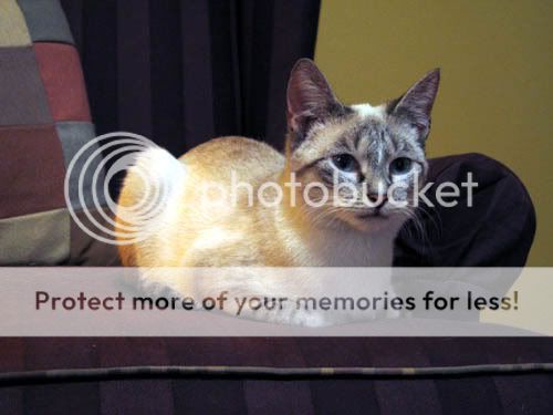 pretty_Tribble.jpg