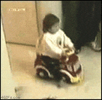 hit and run dog GIF