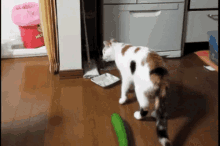 cucumber-cat.gif