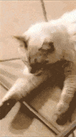 animation cat GIF by nehahalol