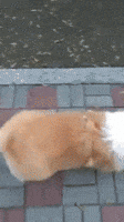 Dog Corgi GIF