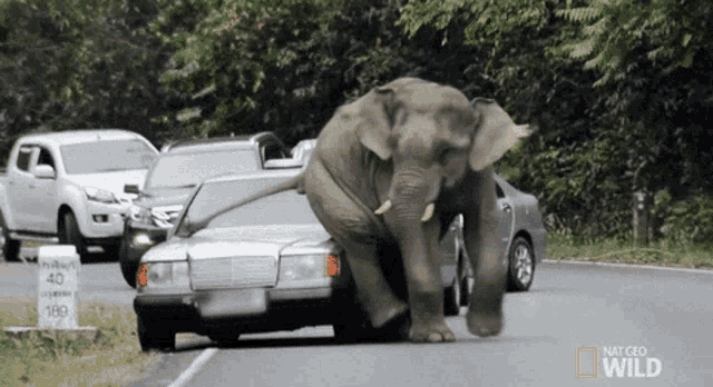 elefant-car.gif