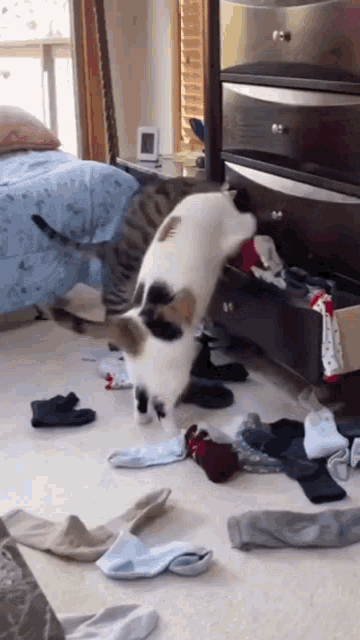 cats-socks.gif