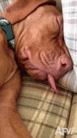 Sleep Sleeping GIF by America's Funniest Home Videos
