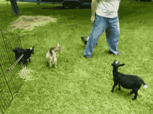 goats-goat.gif